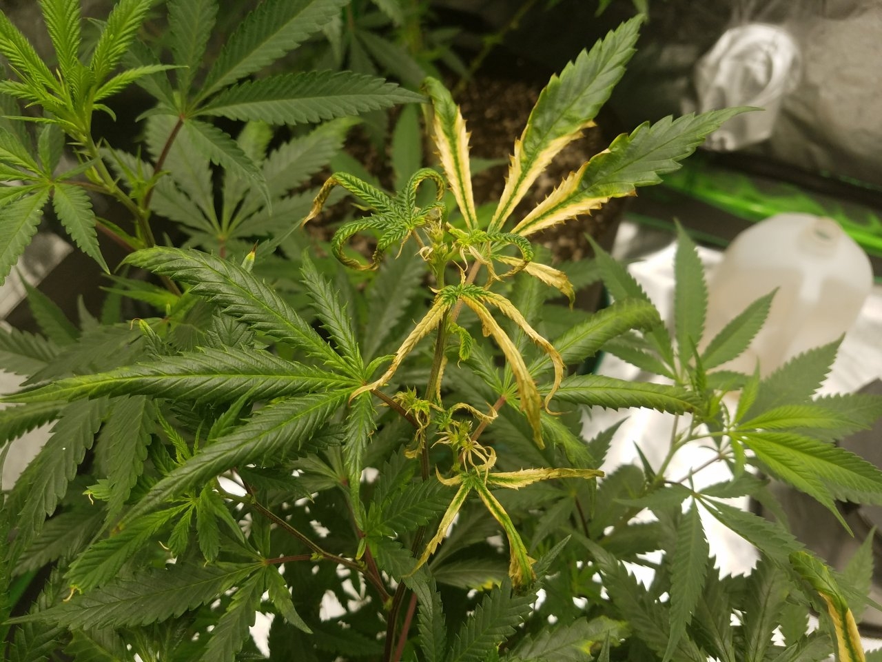 073018 Black Cherry Punch Clone Day 81 5.jpg