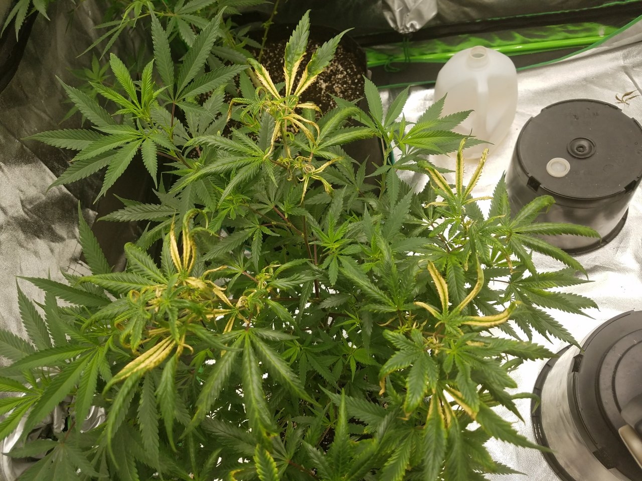 073018 Black Cherry Punch Clone Day 81 6.jpg