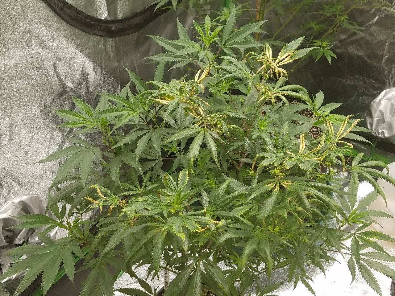 073018 Black Cherry Punch Clone Day 81 7.jpg