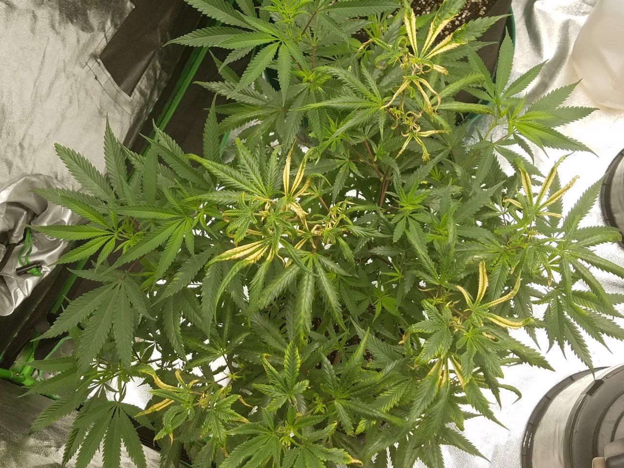 073018 Black Cherry Punch Clone Day 81 8.jpg