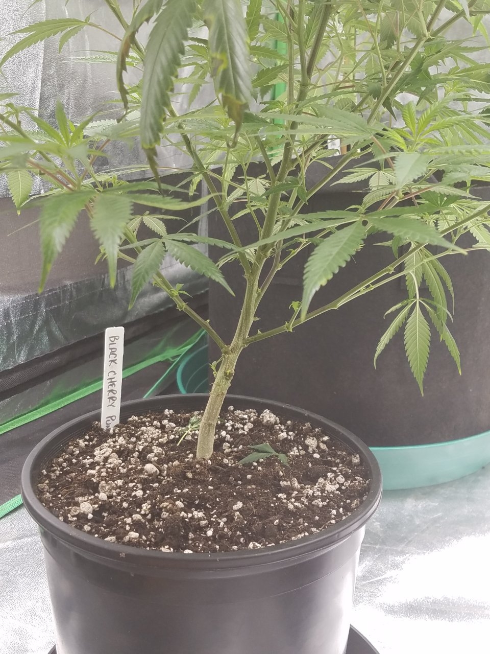 073018 Black Cherry Punch Clone Day 81 9.jpg