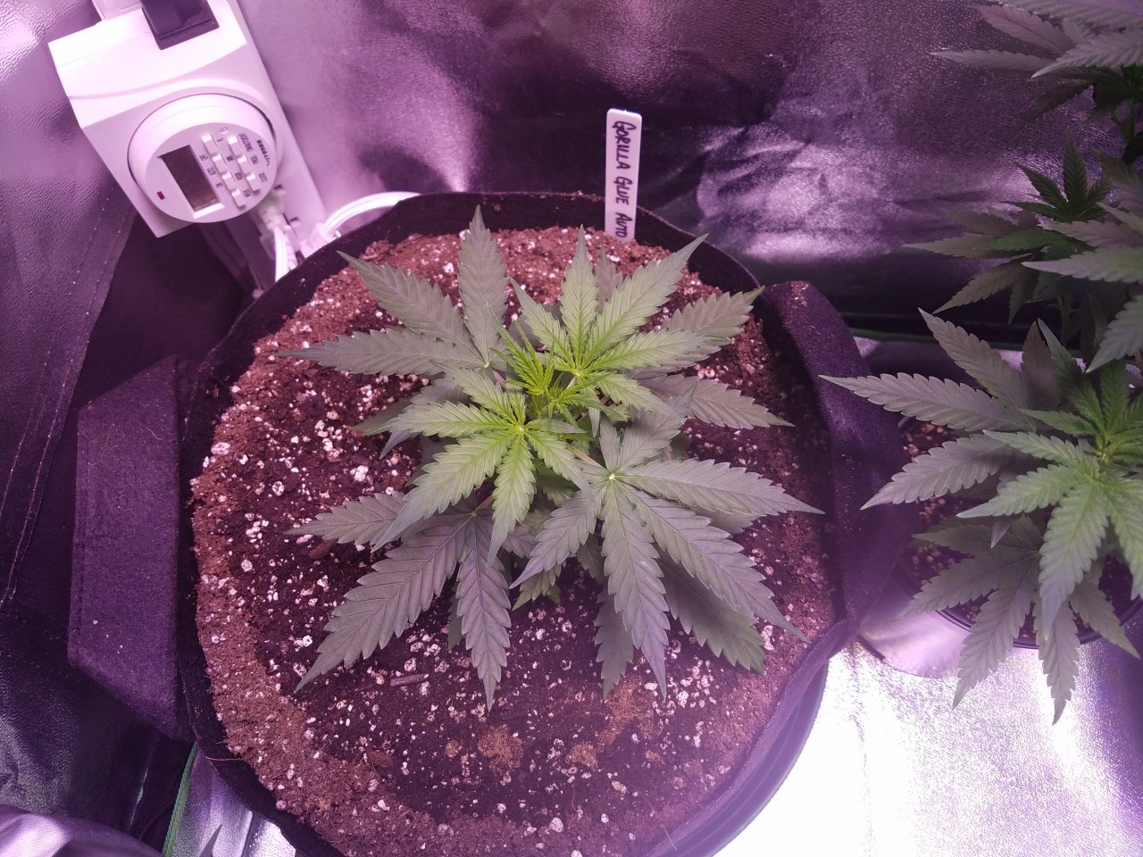 073018 Gorilla Glue Auto Day 22 1.jpg