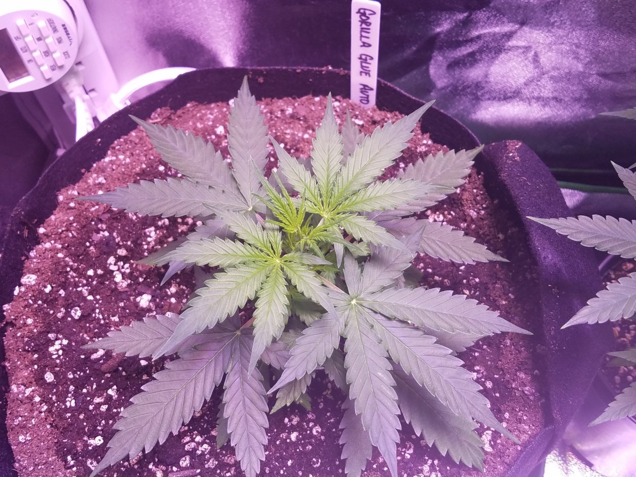 073018 Gorilla Glue Auto Day 22 2.jpg