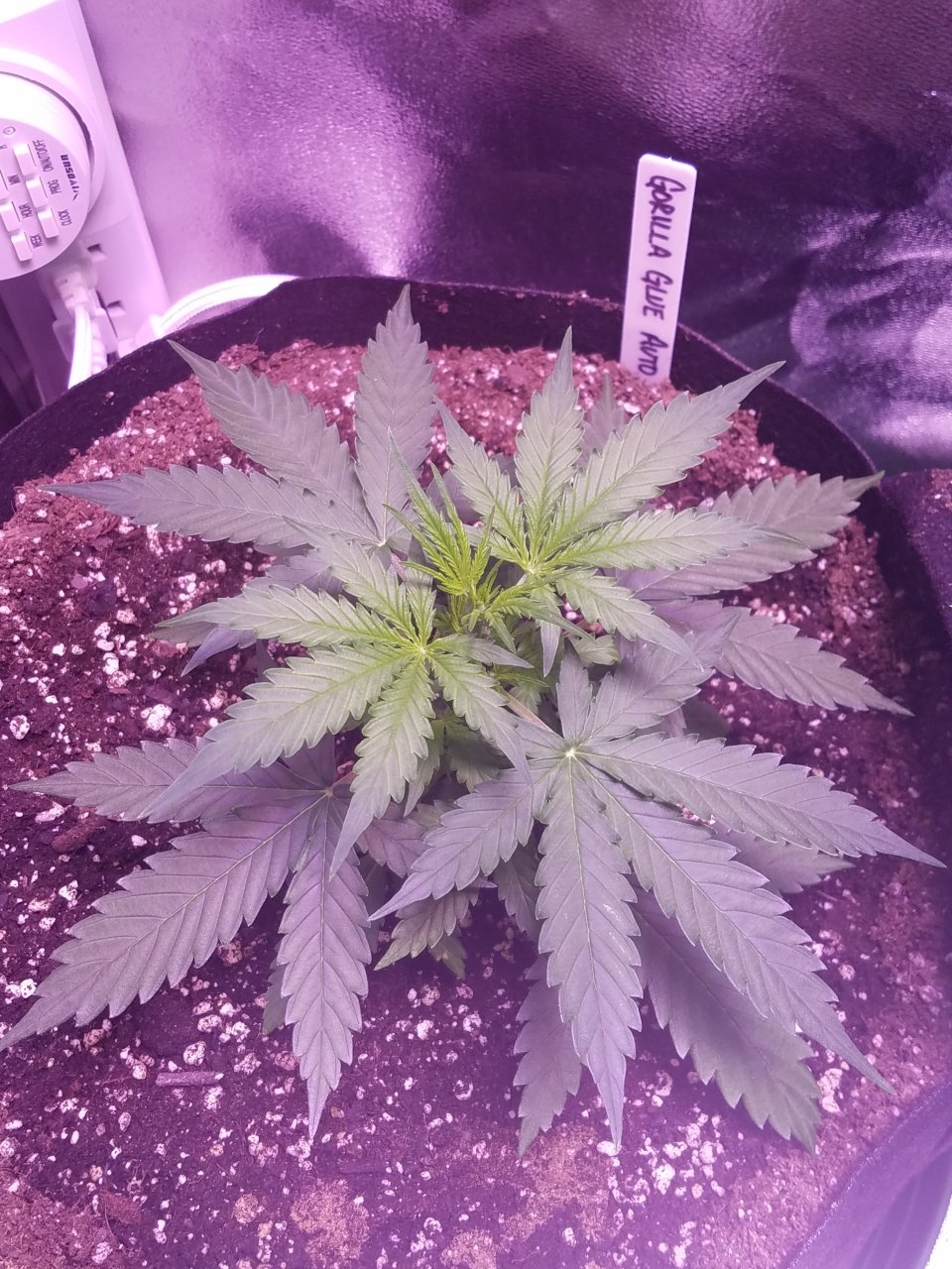 073018 Gorilla Glue Auto Day 22 3.jpg