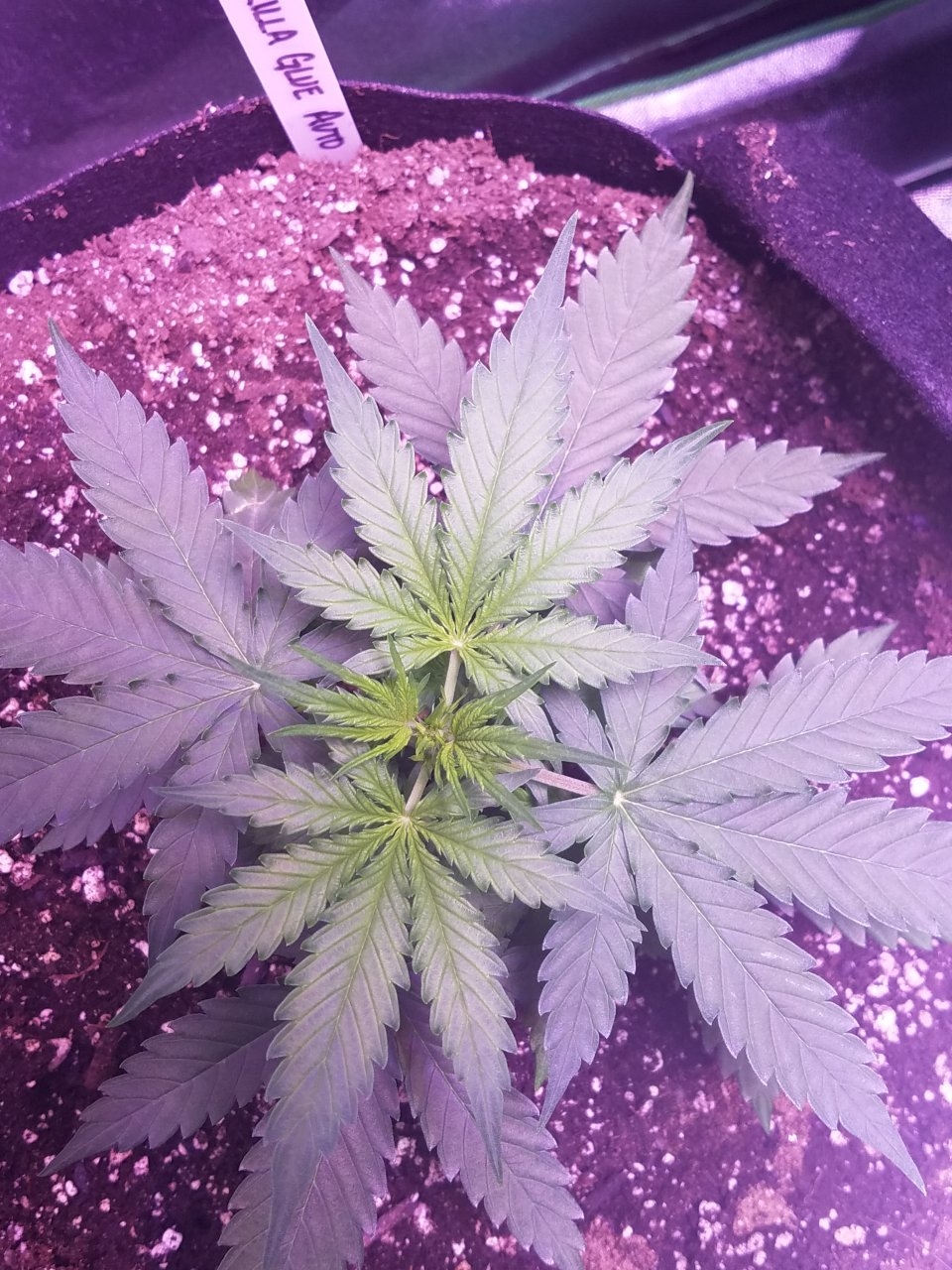 073018 Gorilla Glue Auto Day 22 4.jpg