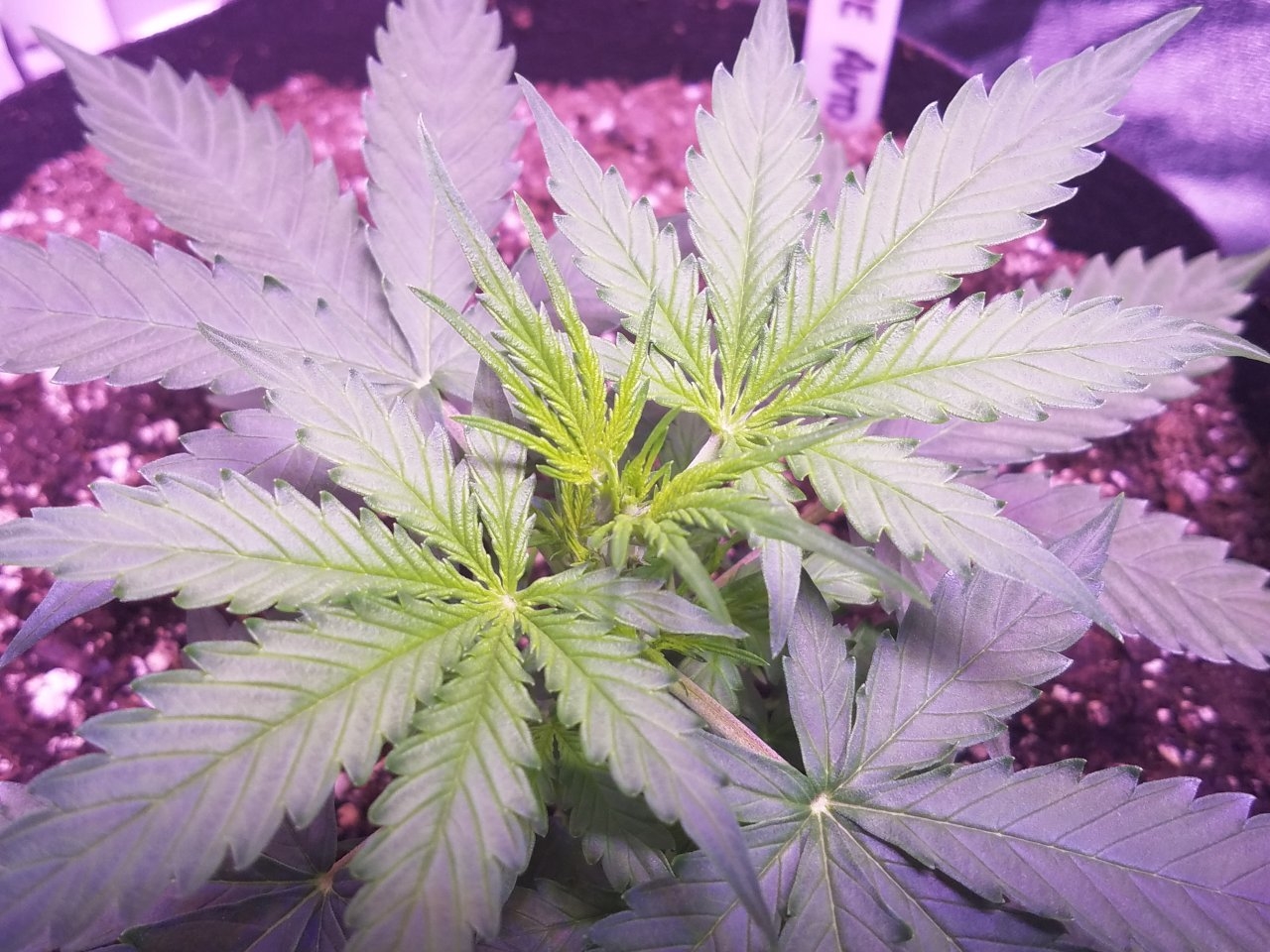 073018 Gorilla Glue Auto Day 22 5.jpg