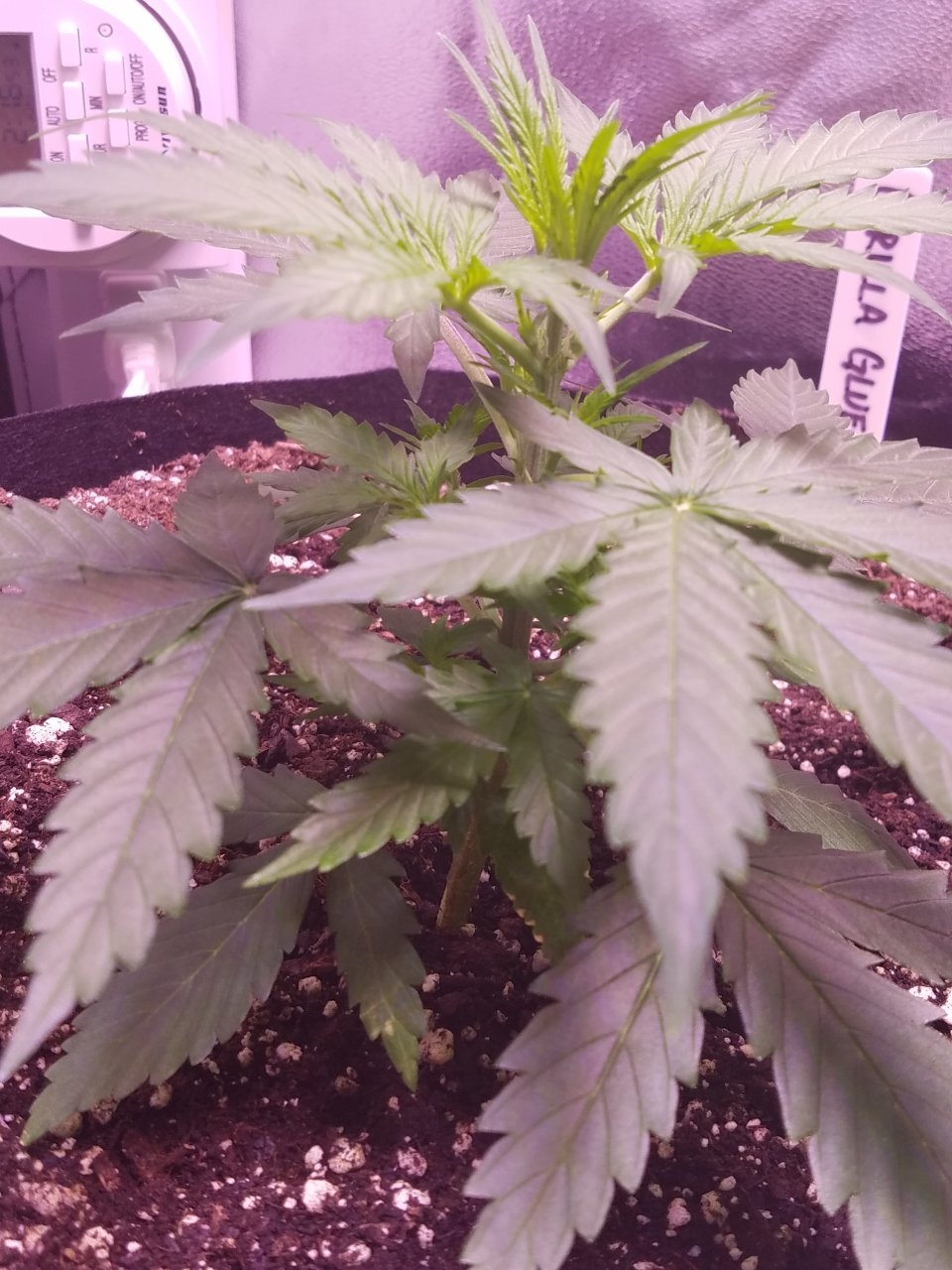 073018 Gorilla Glue Auto Day 22 6.jpg