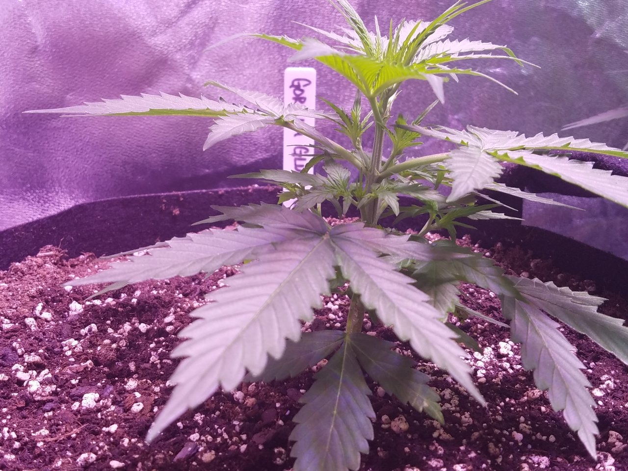 073018 Gorilla Glue Auto Day 22 7.jpg