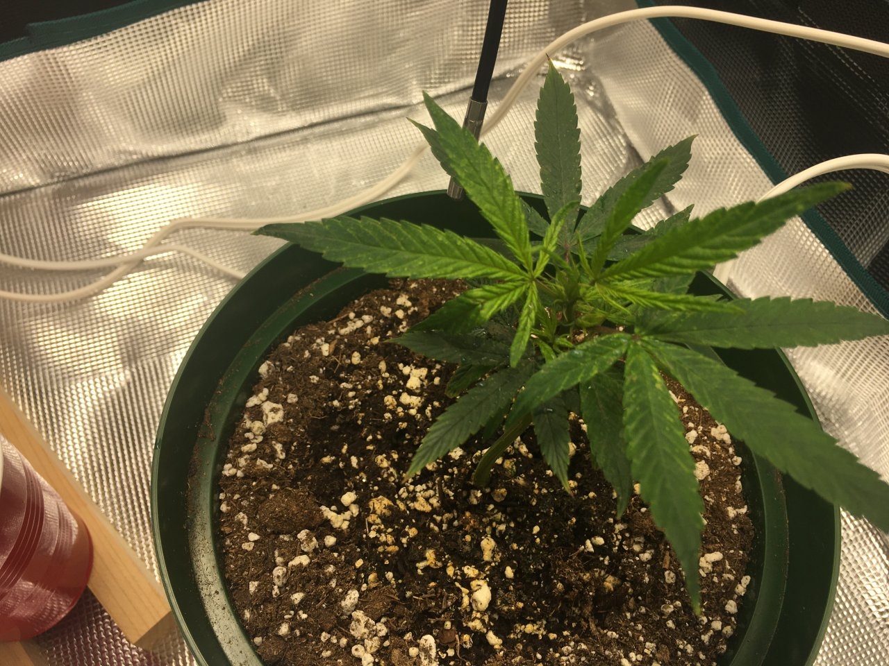 08 sprayed clone.JPG