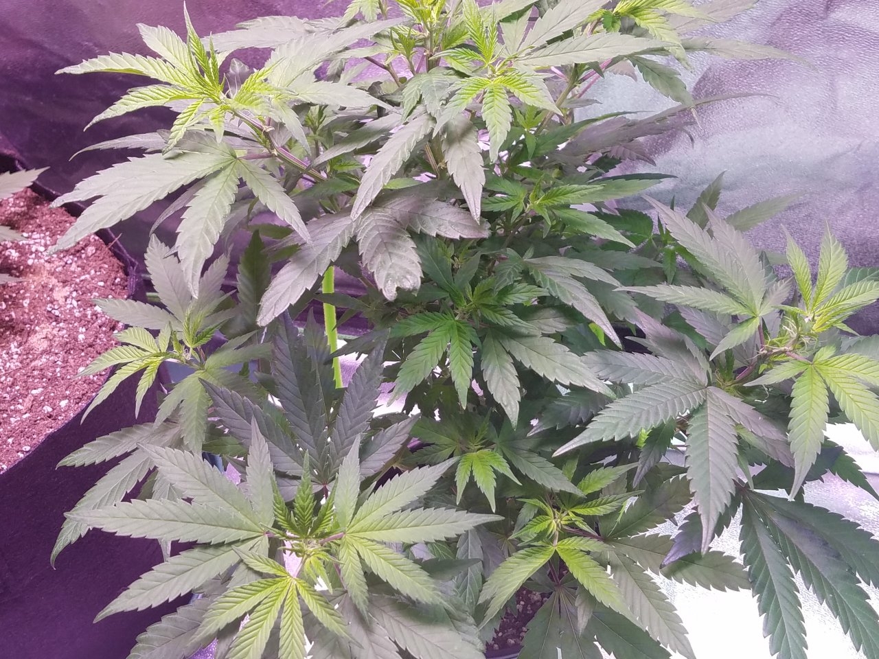 080118 Hawaiian Mayan Gold Clone Day 48 11.jpg