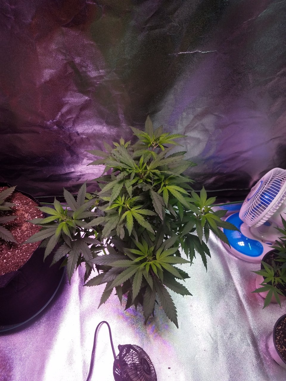 080118 Hawaiian Mayan Gold Clone Day 48 2.jpg