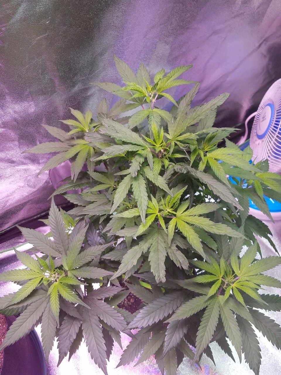 080118 Hawaiian Mayan Gold Clone Day 48 4.jpg