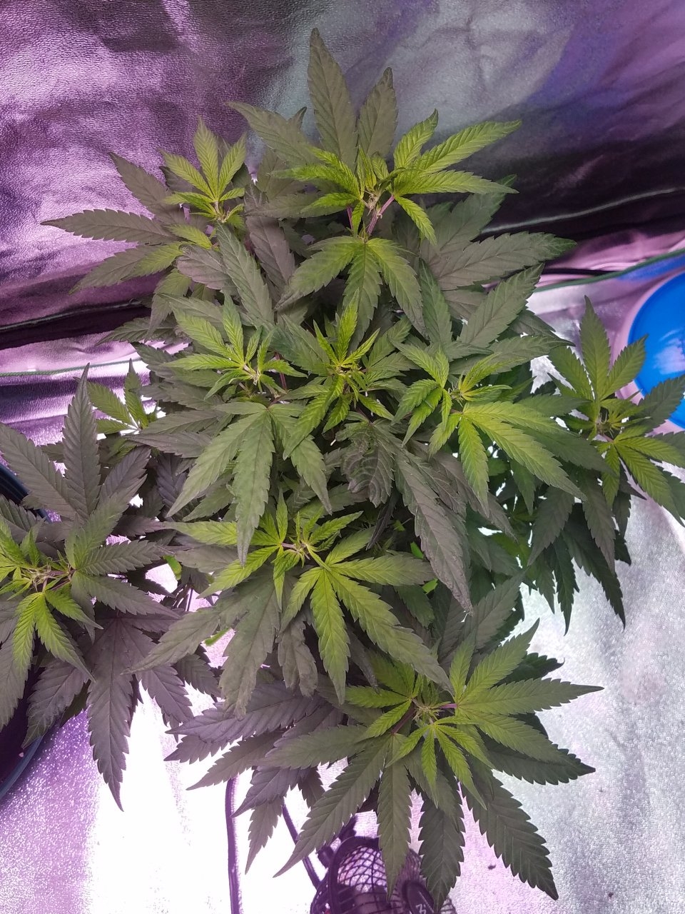 080118 Hawaiian Mayan Gold Clone Day 48 5.jpg