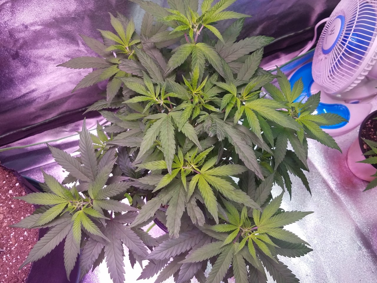 080118 Hawaiian Mayan Gold Clone Day 48 6.jpg