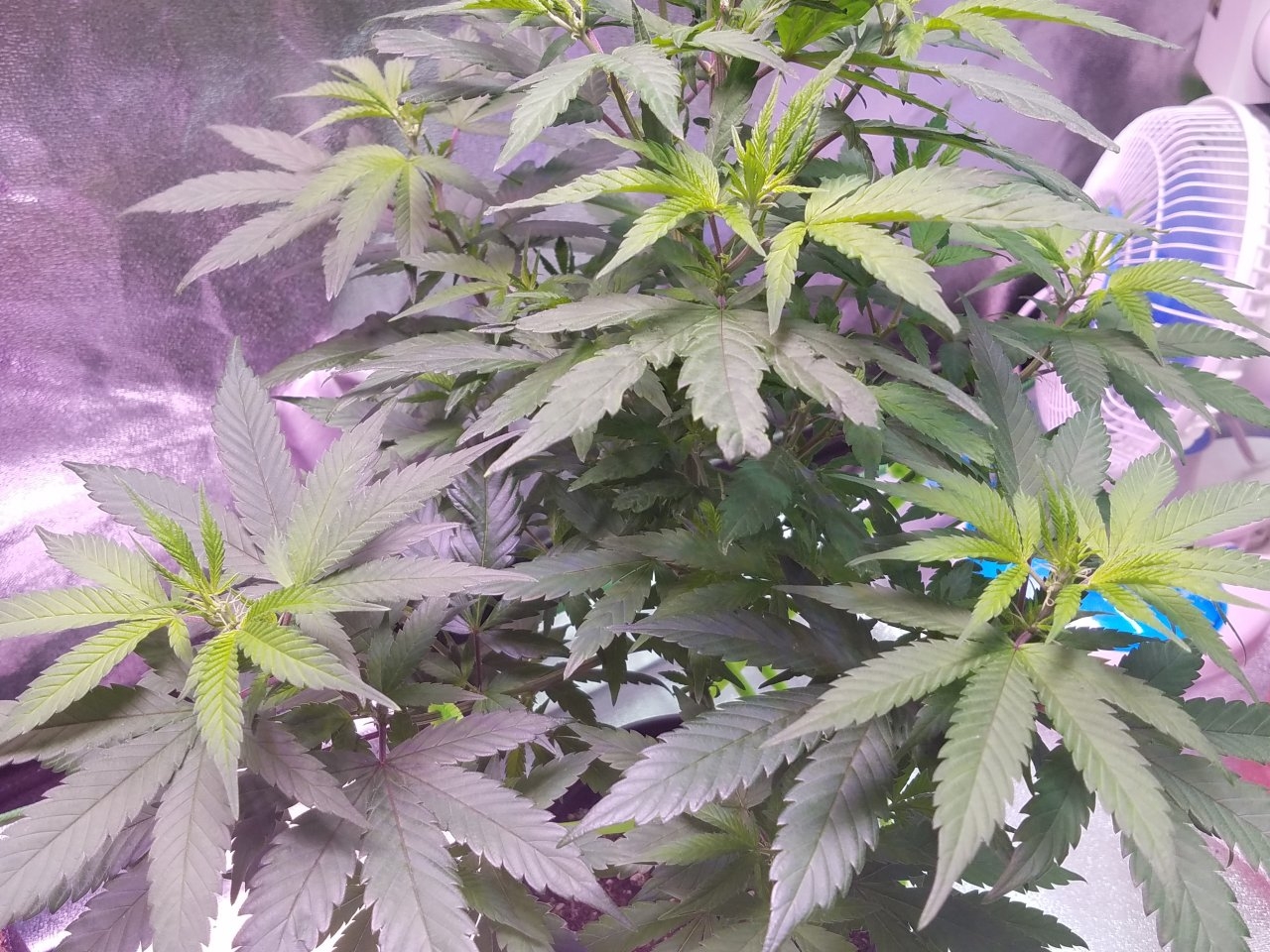 080118 Hawaiian Mayan Gold Clone Day 48 7.jpg