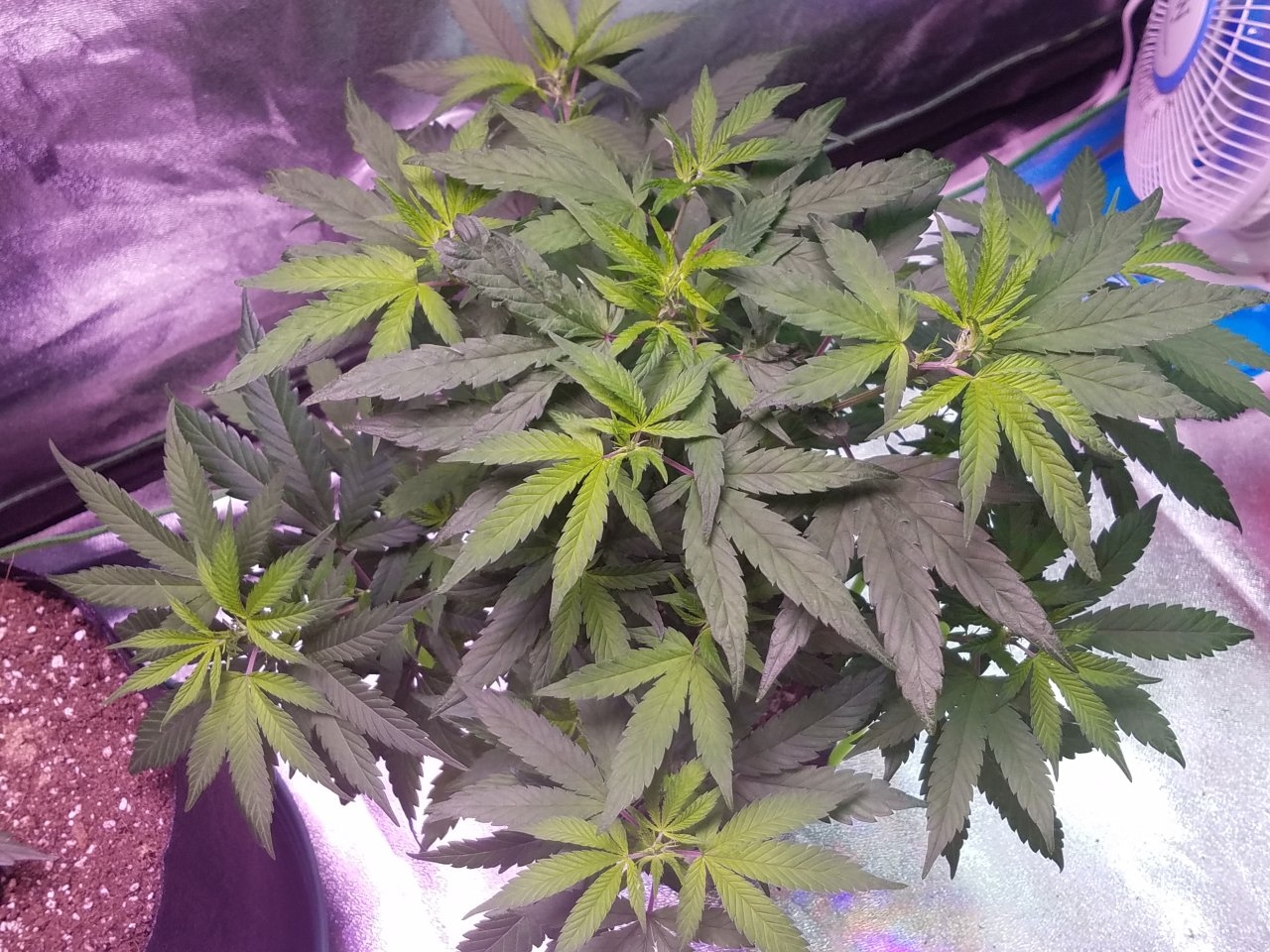 080118 Hawaiian Mayan Gold Clone Day 48 8.jpg