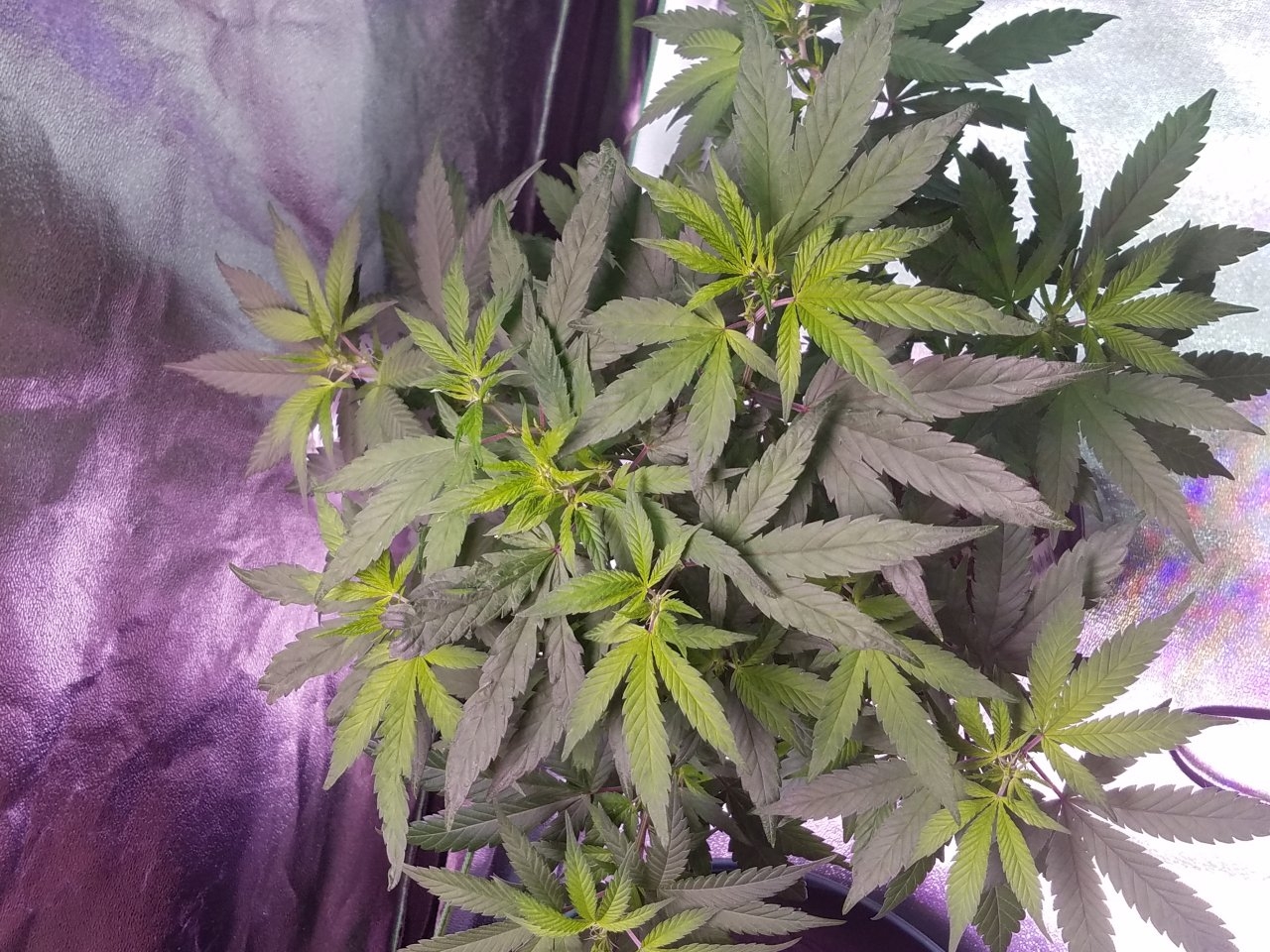 080118 Hawaiian Mayan Gold Clone Day 48 9.jpg