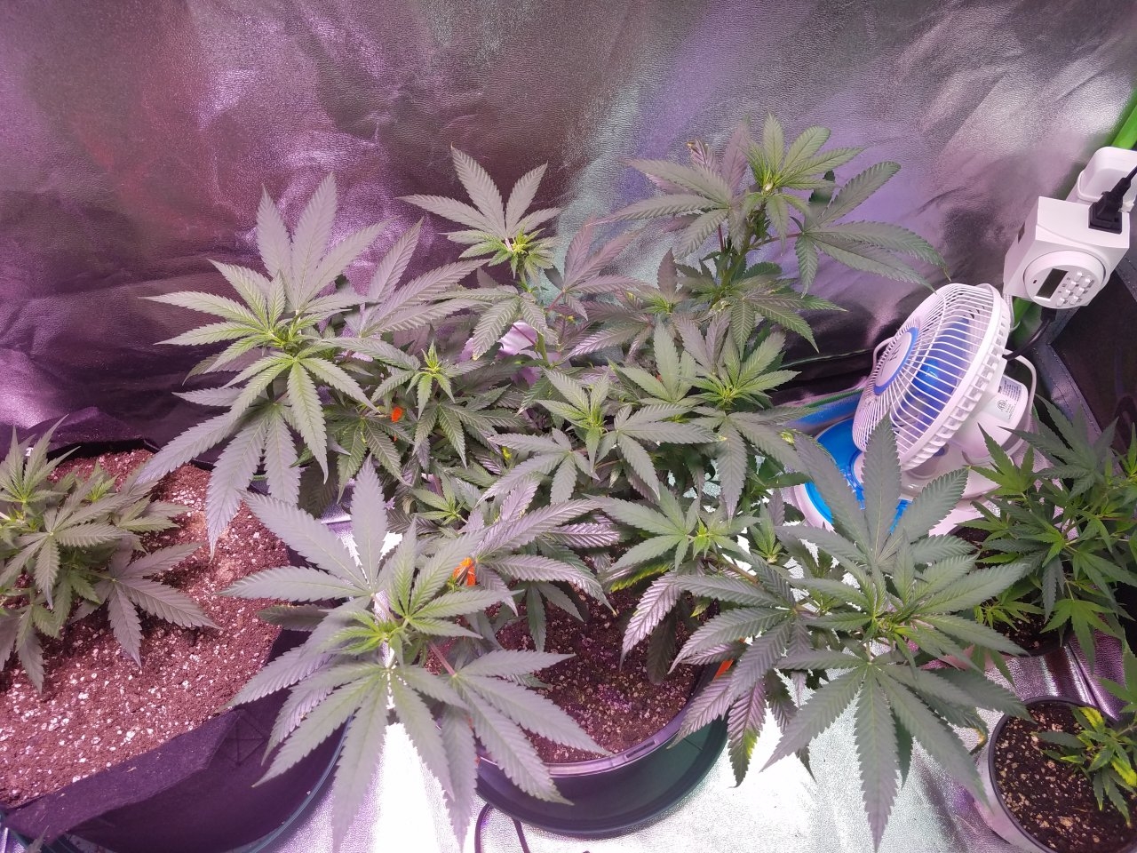 080118 Northern Lights Clone 1.2 Veg Day 71 1.jpg