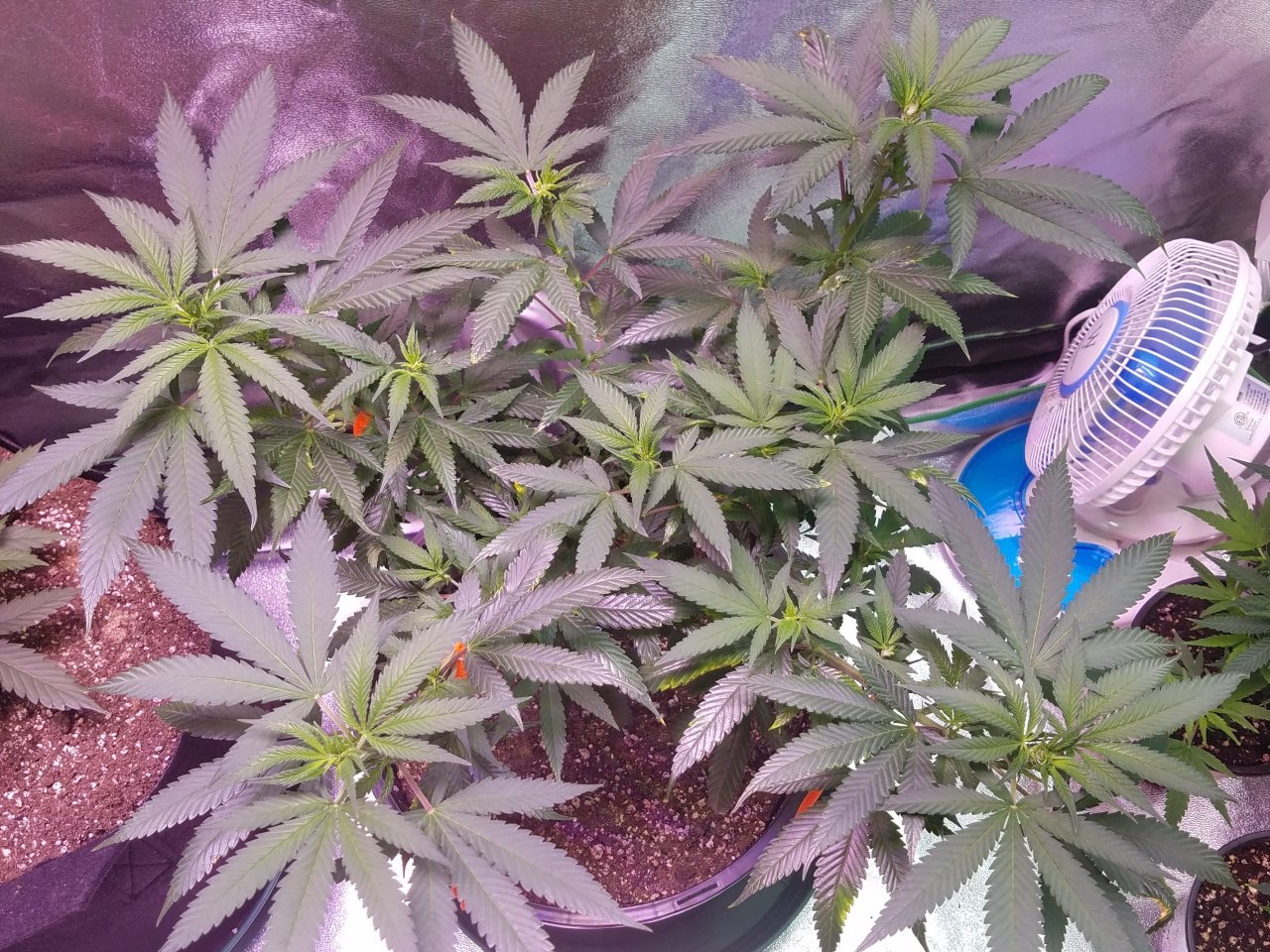 080118 Northern Lights Clone 1.2 Veg Day 71 2.jpg