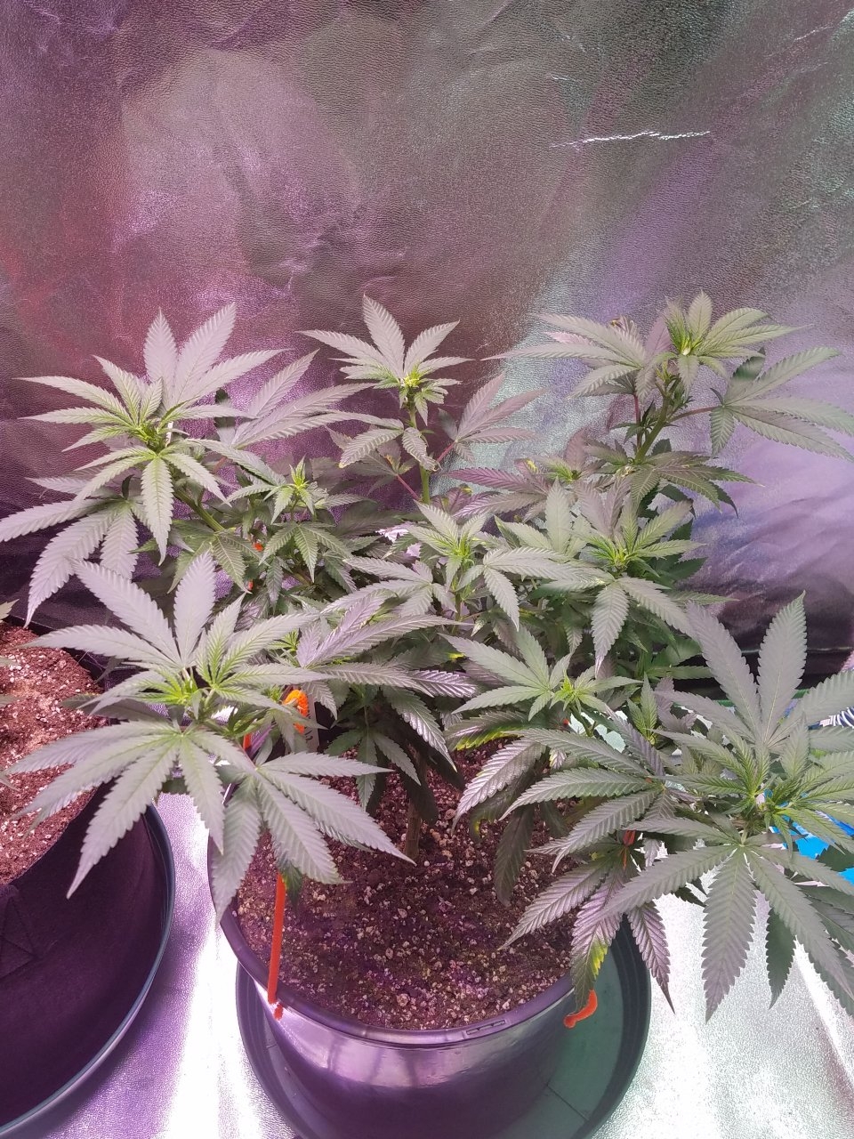 080118 Northern Lights Clone 1.2 Veg Day 71 3.jpg