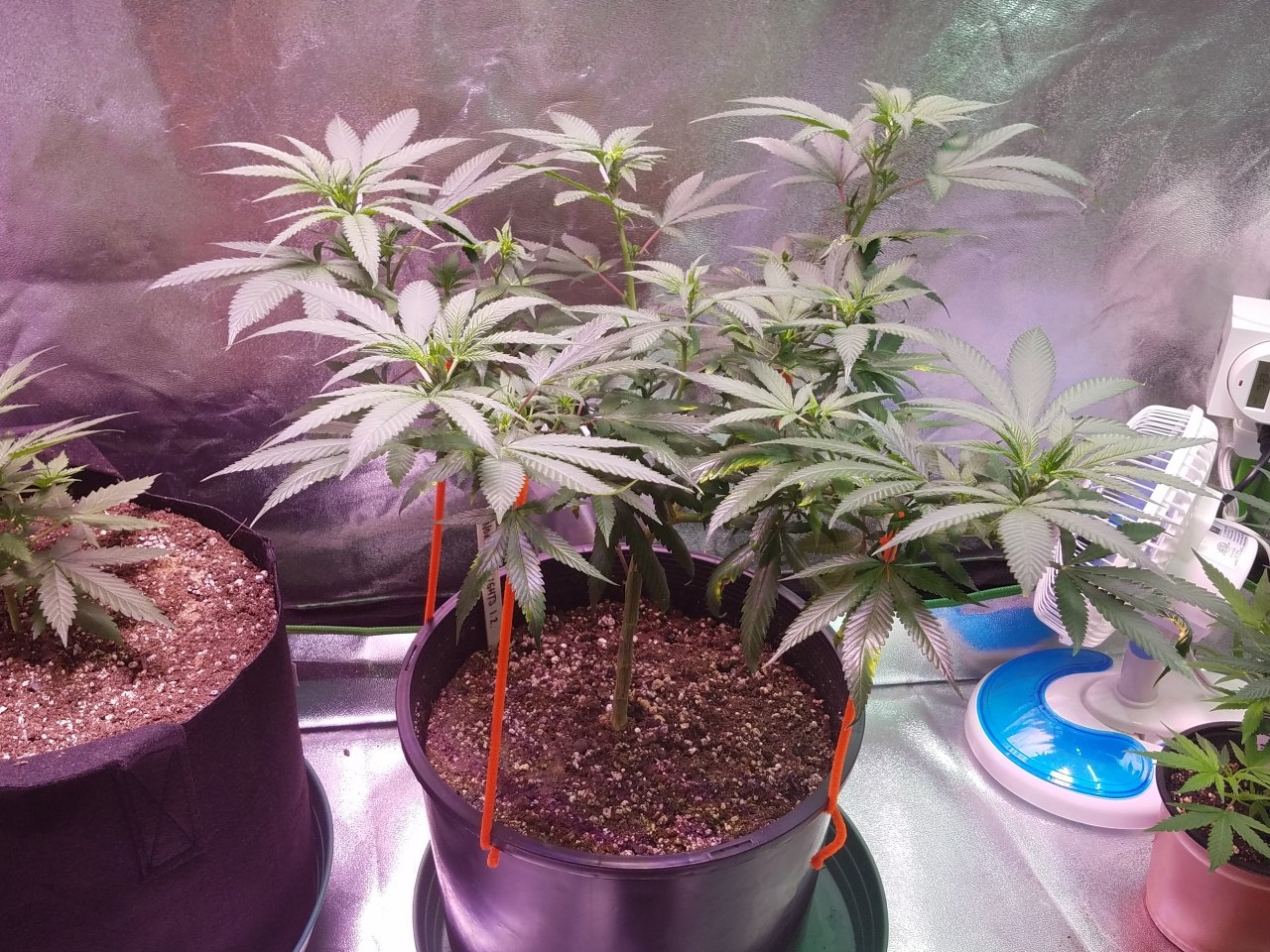 080118 Northern Lights Clone 1.2 Veg Day 71 4.jpg