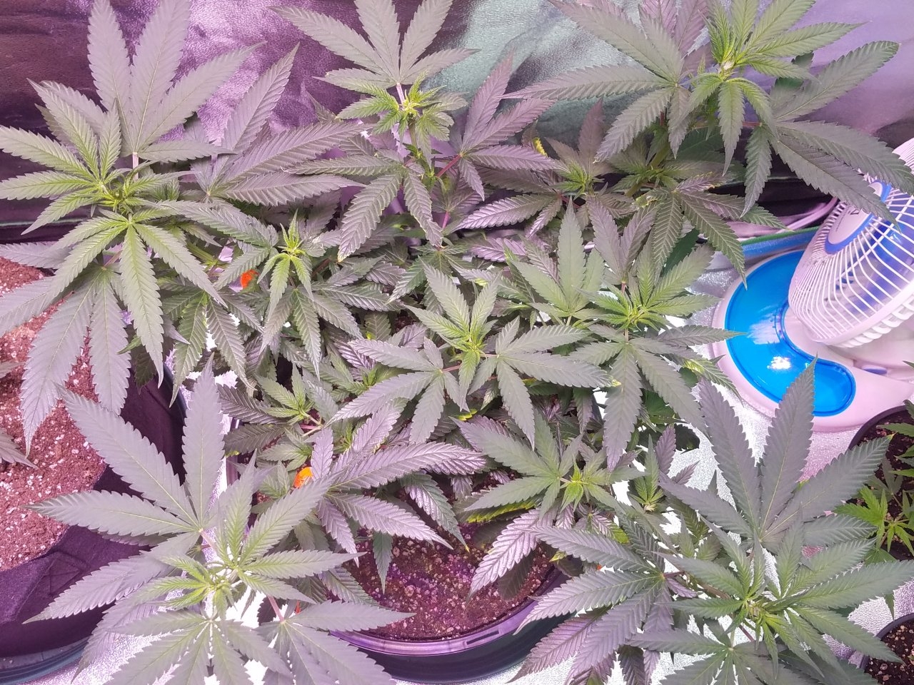 080118 Northern Lights Clone 1.2 Veg Day 71 5.jpg