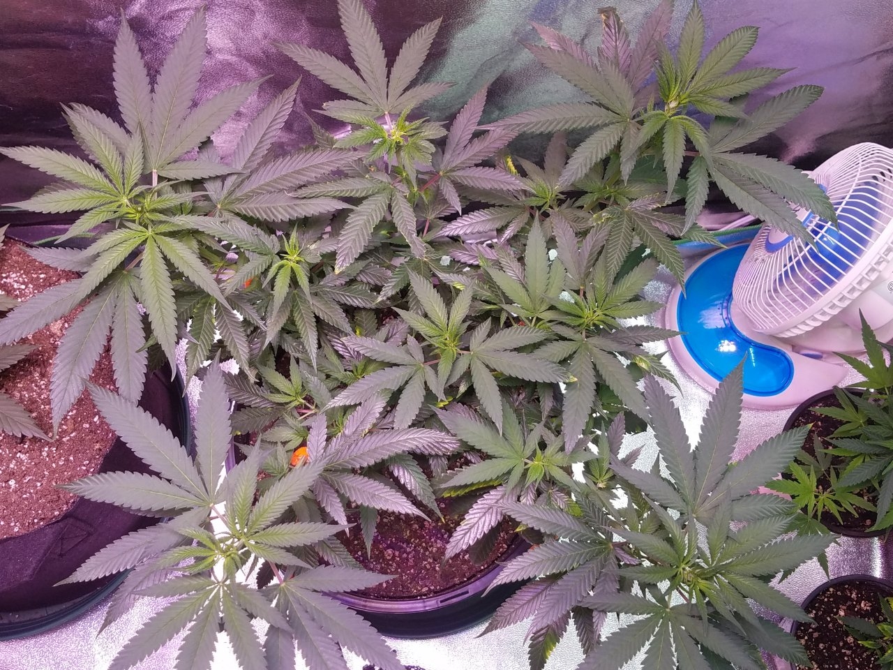 080118 Northern Lights Clone 1.2 Veg Day 71 6.jpg