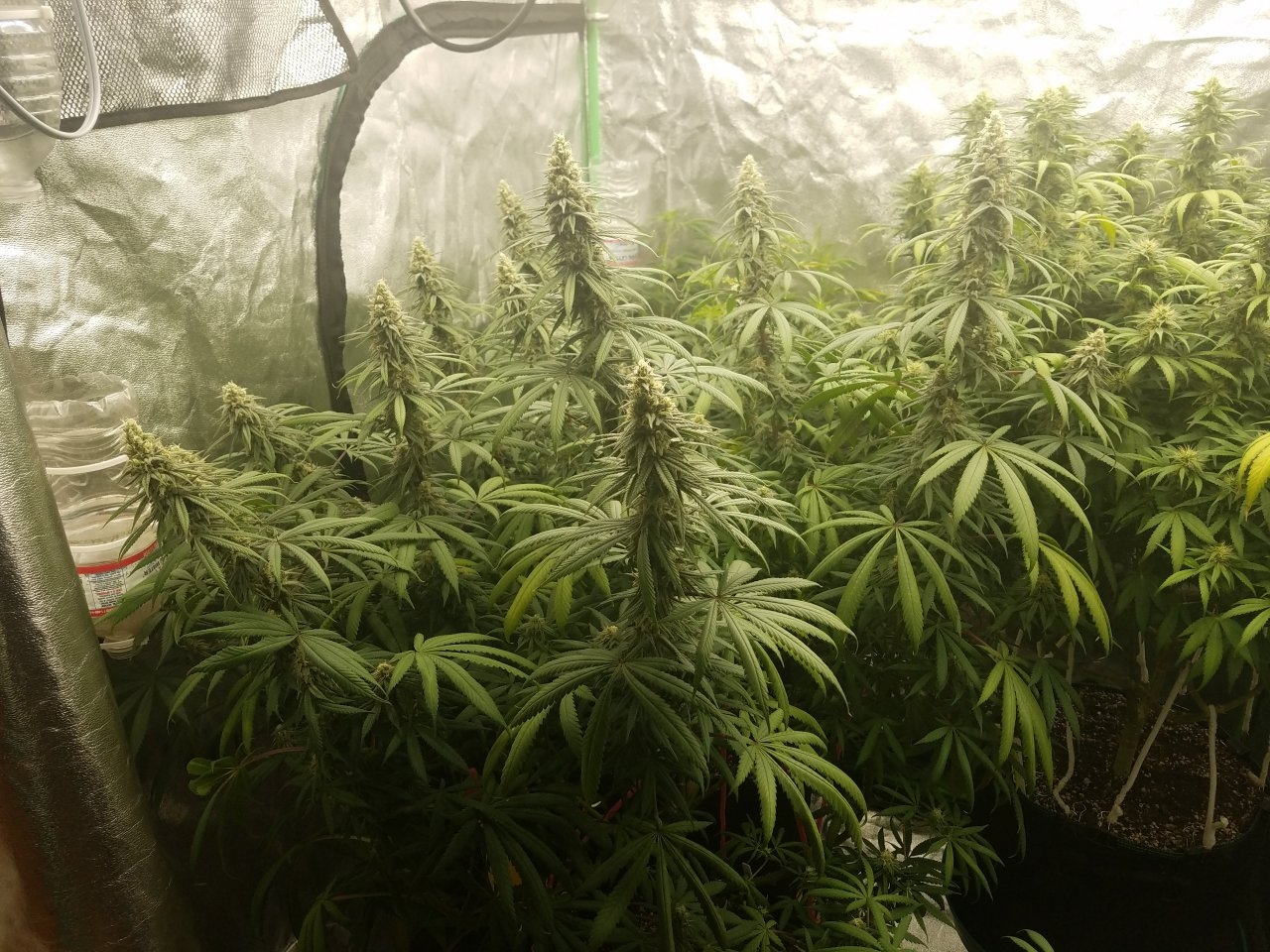 080218 Hindu Kush Flip Day 33 Day 23 With Hairs 1.jpg