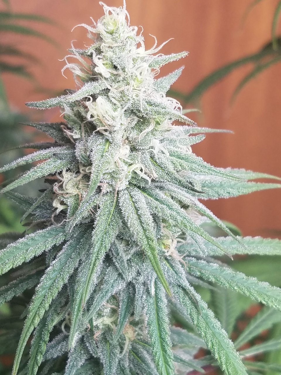 080218 Hindu Kush Flip Day 33 Day 23 With Hairs 14.jpg