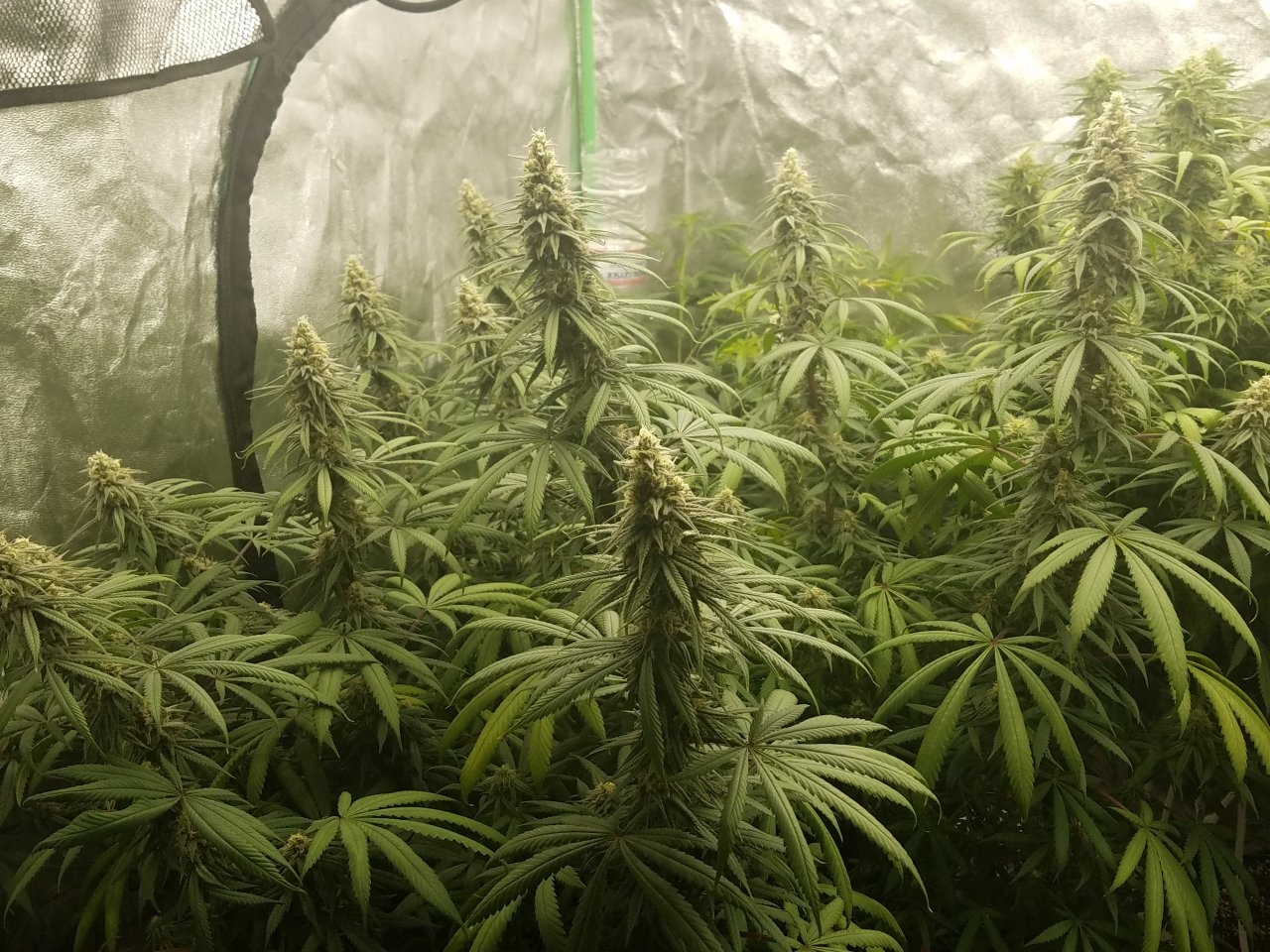 080218 Hindu Kush Flip Day 33 Day 23 With Hairs 2.jpg