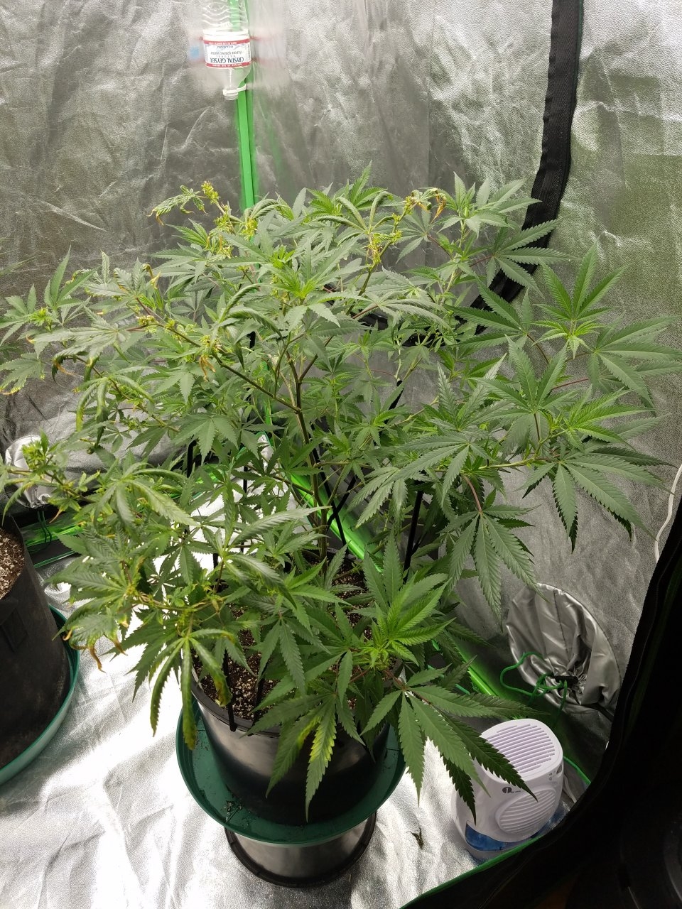 081018 Black Cherry Punch Clone Day 91 1.jpg