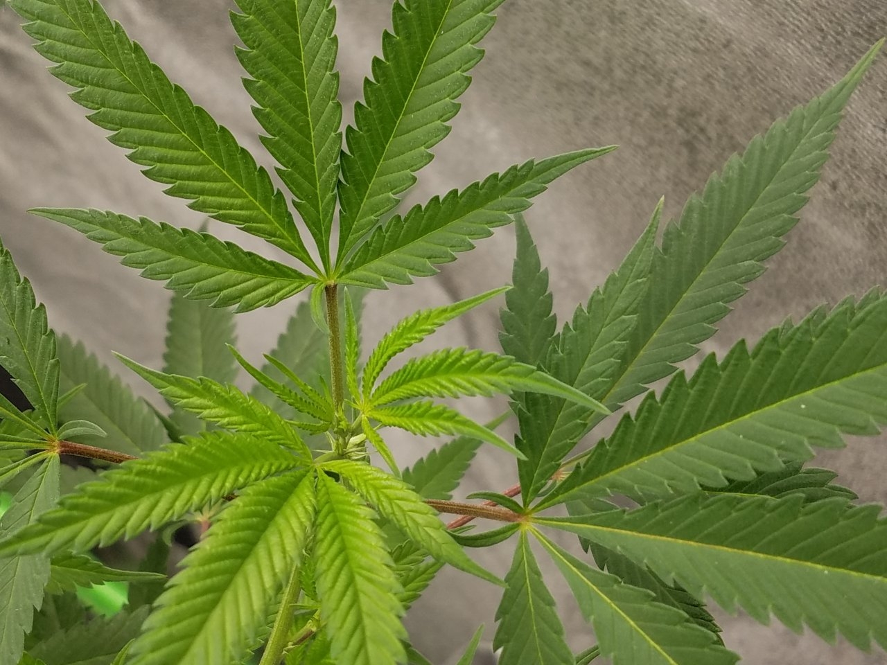 081018 Black Cherry Punch Clone Day 91 11.jpg