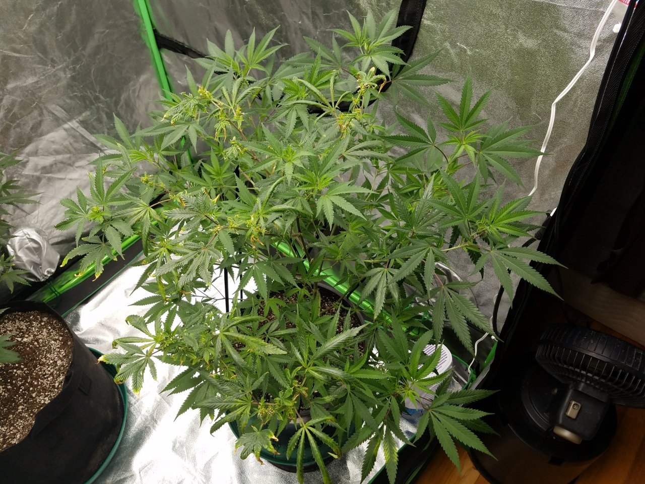 081018 Black Cherry Punch Clone Day 91 2.jpg