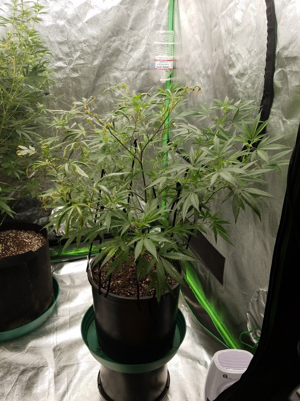 081018 Black Cherry Punch Clone Day 91 3.jpg