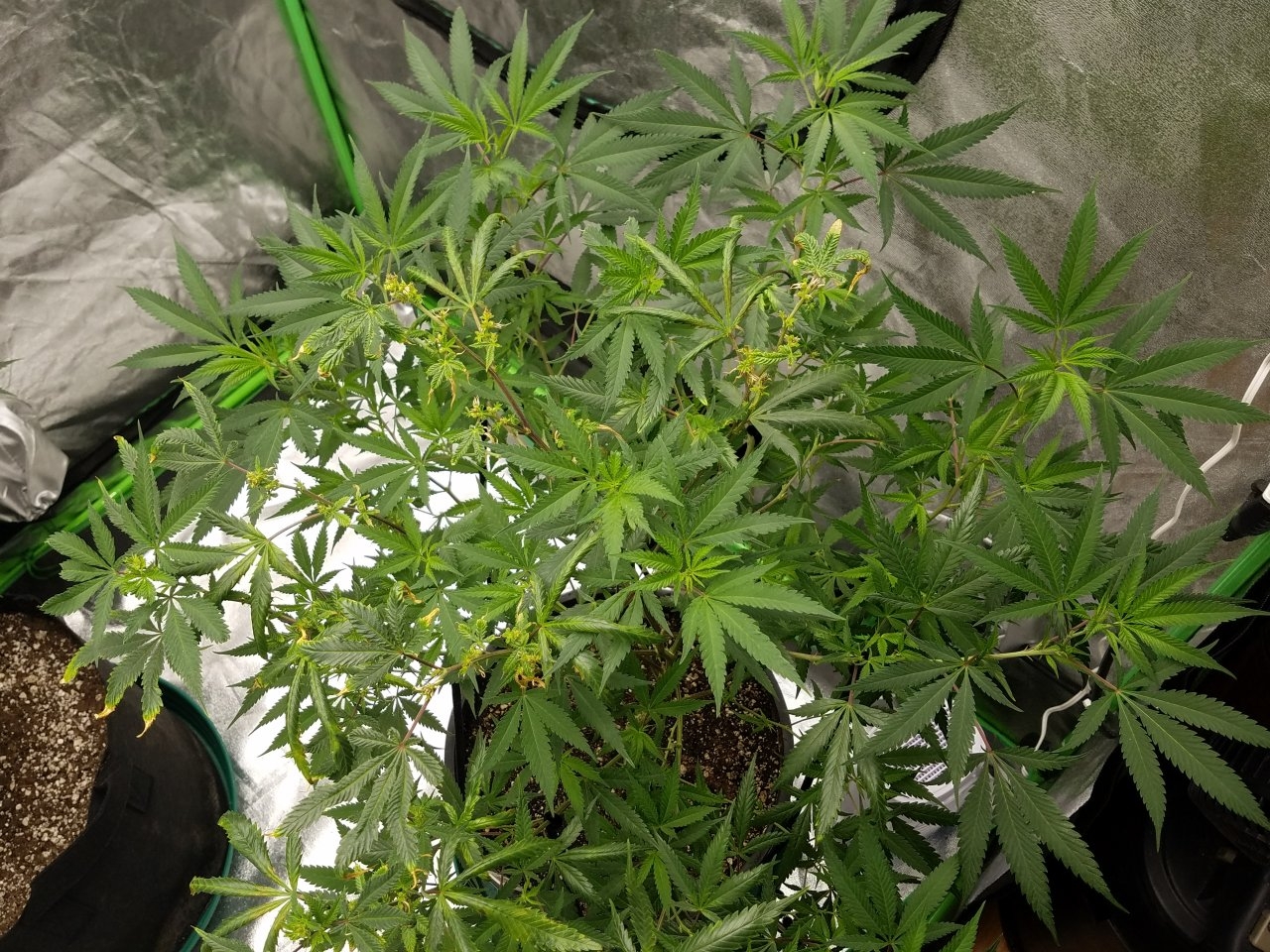 081018 Black Cherry Punch Clone Day 91 4.jpg