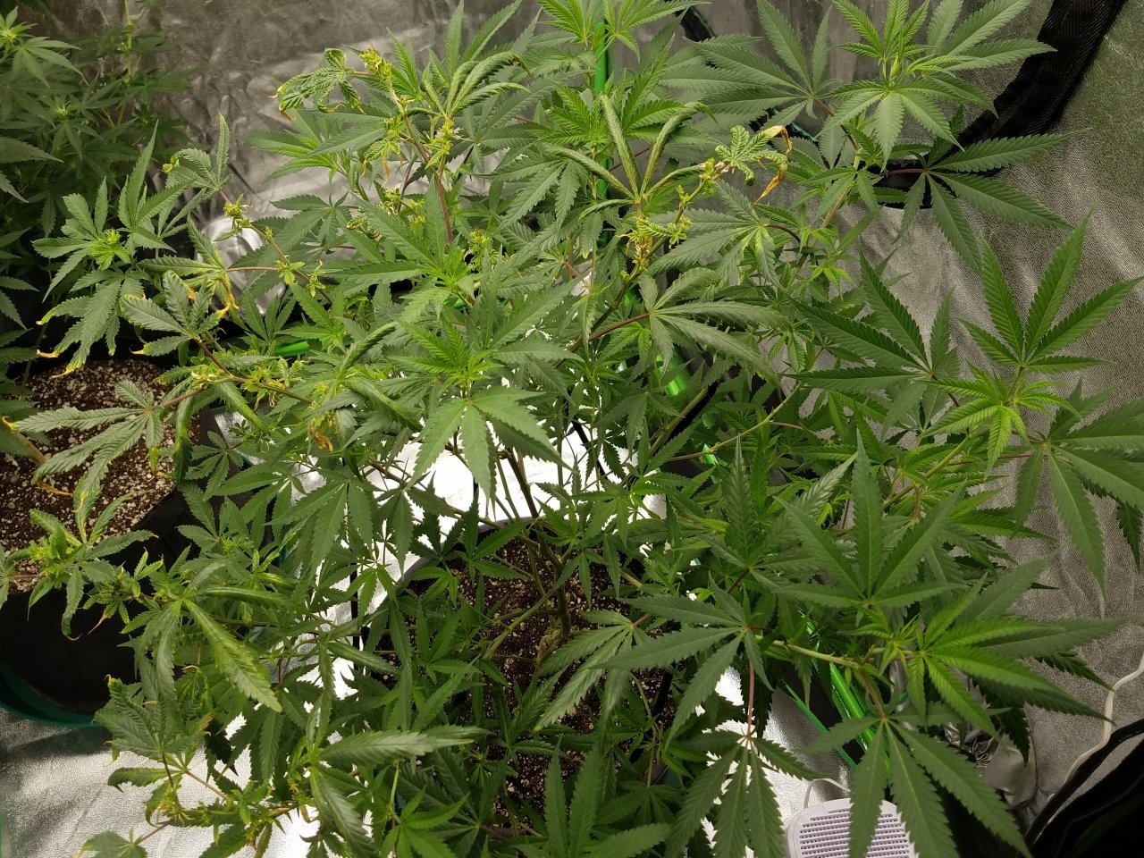 081018 Black Cherry Punch Clone Day 91 5.jpg