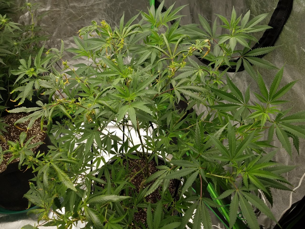 081018 Black Cherry Punch Clone Day 91 6.jpg