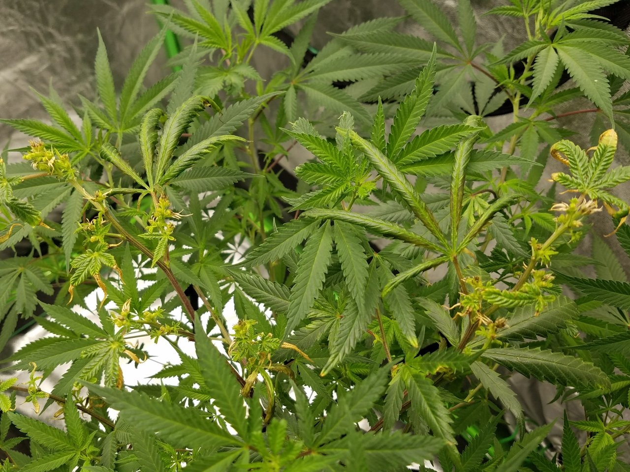 081018 Black Cherry Punch Clone Day 91 8.jpg