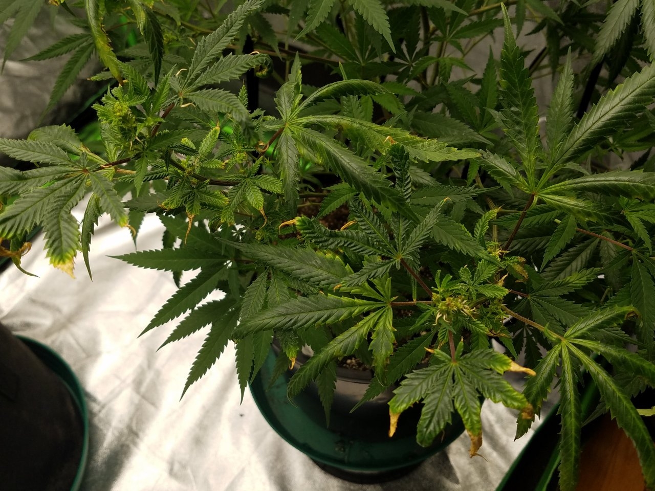 081018 Black Cherry Punch Clone Day 91 9.jpg