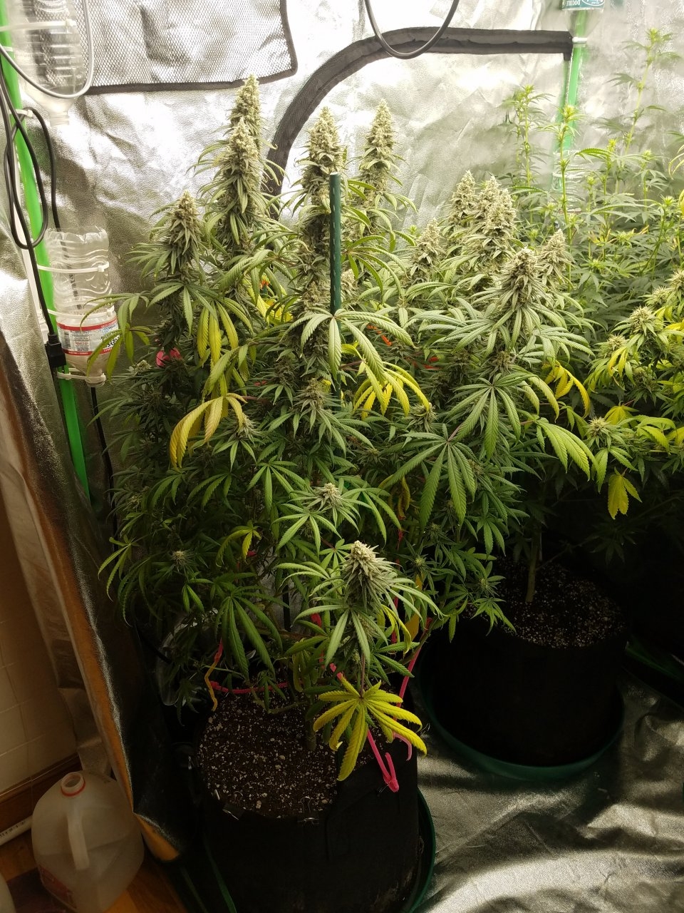 081018 Hindu Kush Flip Day 41 Day 31 With Hairs 1.jpg