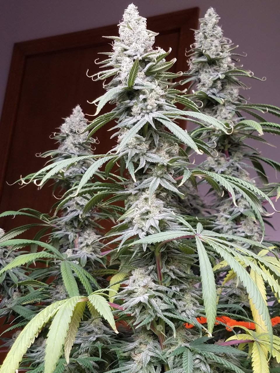 081018 Hindu Kush Flip Day 41 Day 31 With Hairs 13.jpg