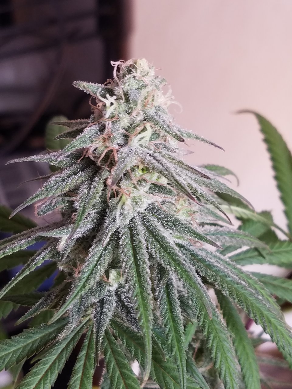 081018 Hindu Kush Flip Day 41 Day 31 With Hairs 17.jpg