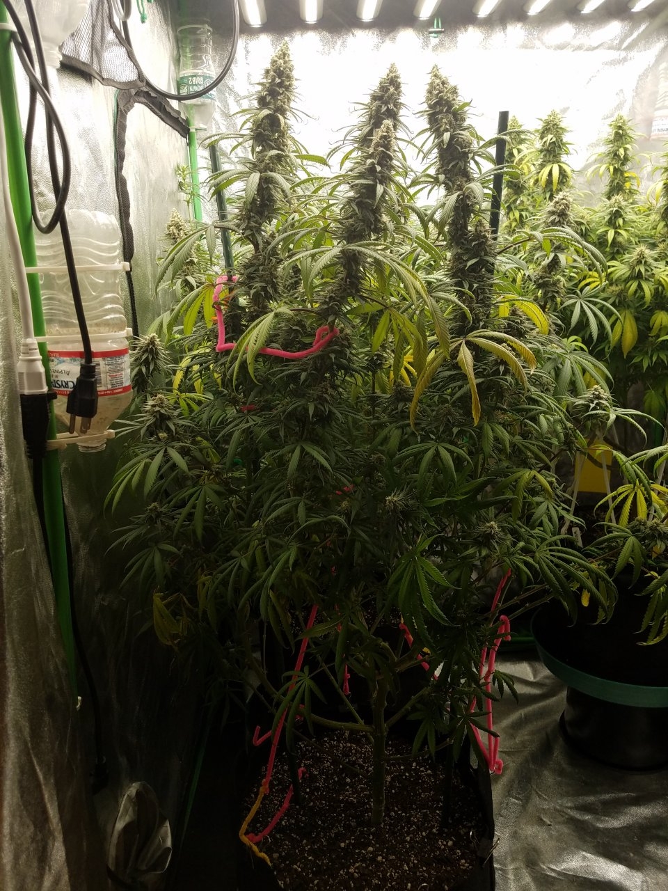 081018 Hindu Kush Flip Day 41 Day 31 With Hairs 2.jpg