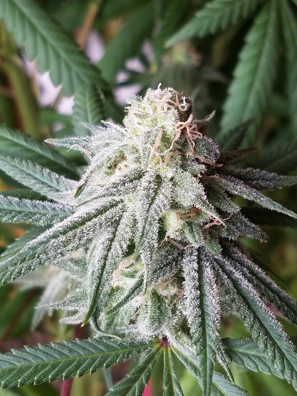 081018 Hindu Kush Flip Day 41 Day 31 With Hairs 20.jpg