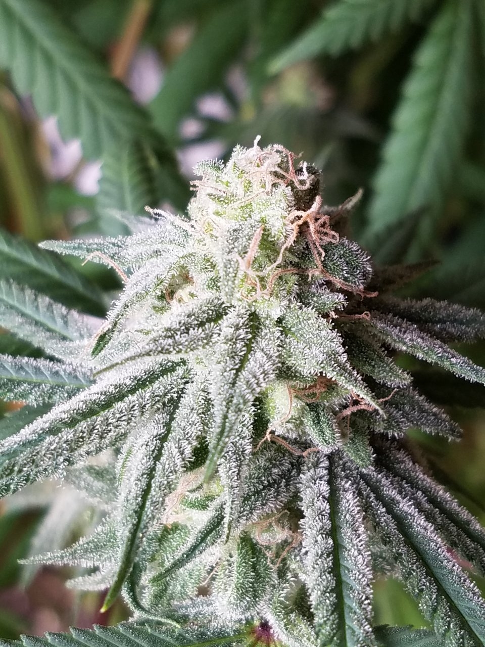 081018 Hindu Kush Flip Day 41 Day 31 With Hairs 21.jpg