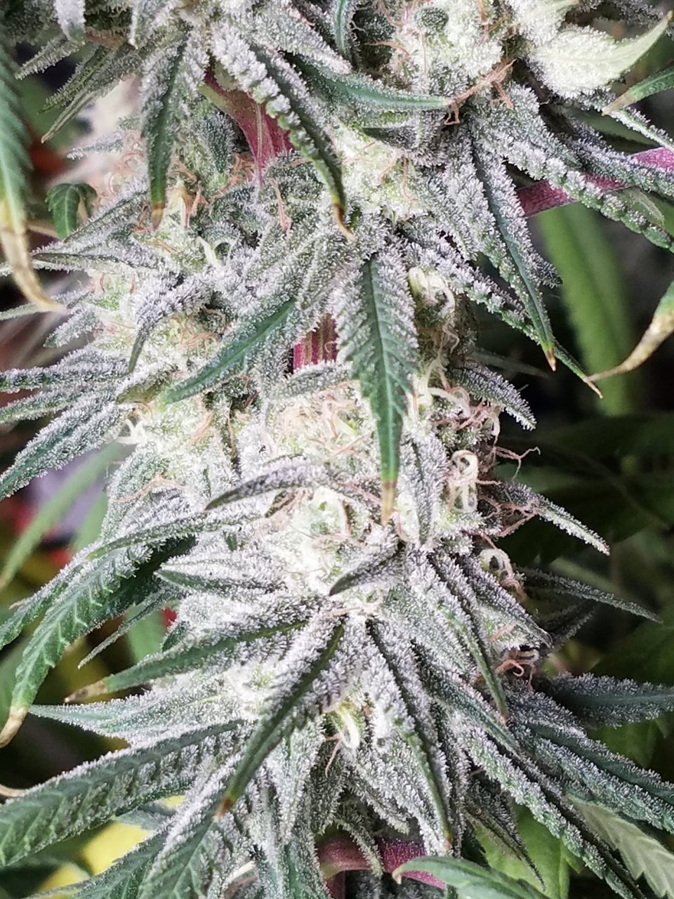 081018 Hindu Kush Flip Day 41 Day 31 With Hairs 23.jpg