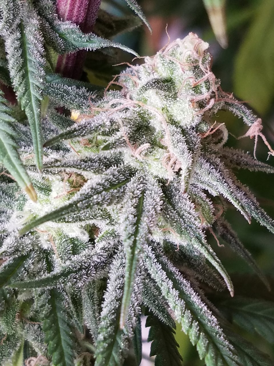 081018 Hindu Kush Flip Day 41 Day 31 With Hairs 24.jpg