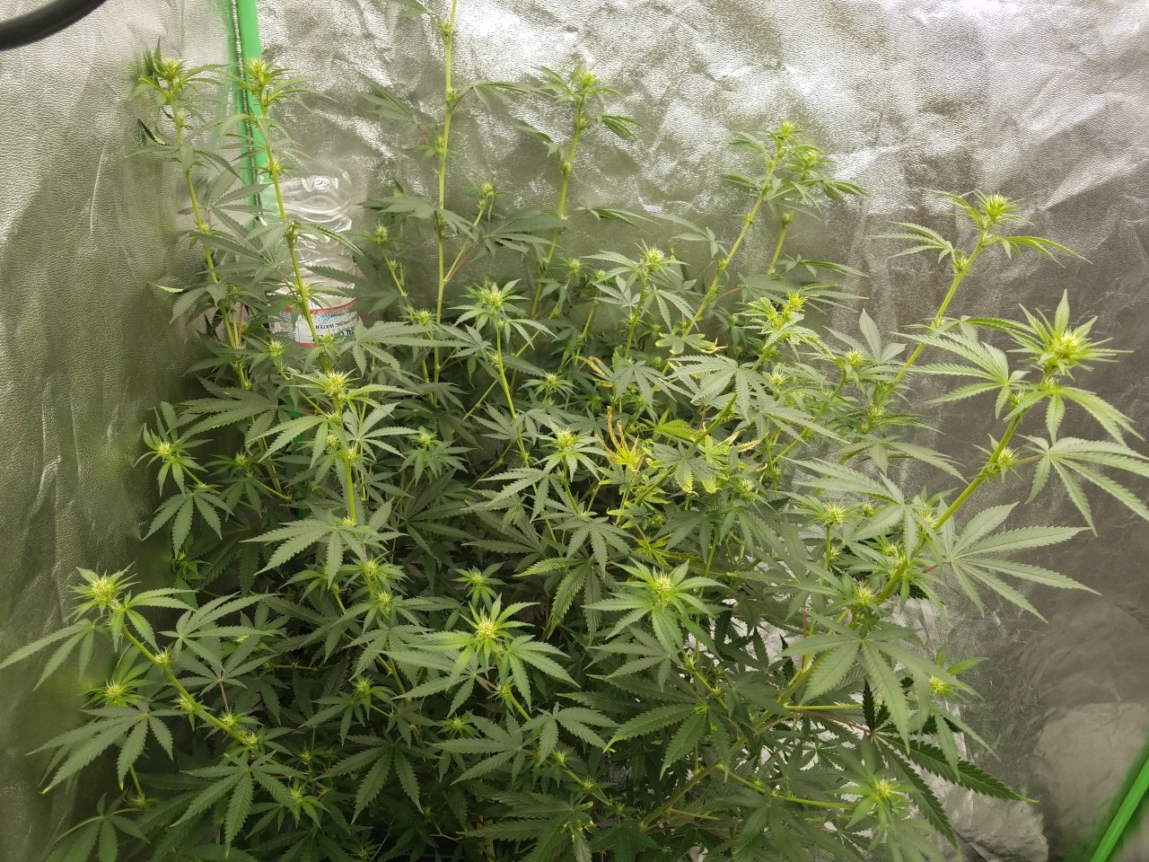 081018 Tangie x Ghost Train Haze Clone Flip Day 14 Day 4 With Hairs 1.jpg