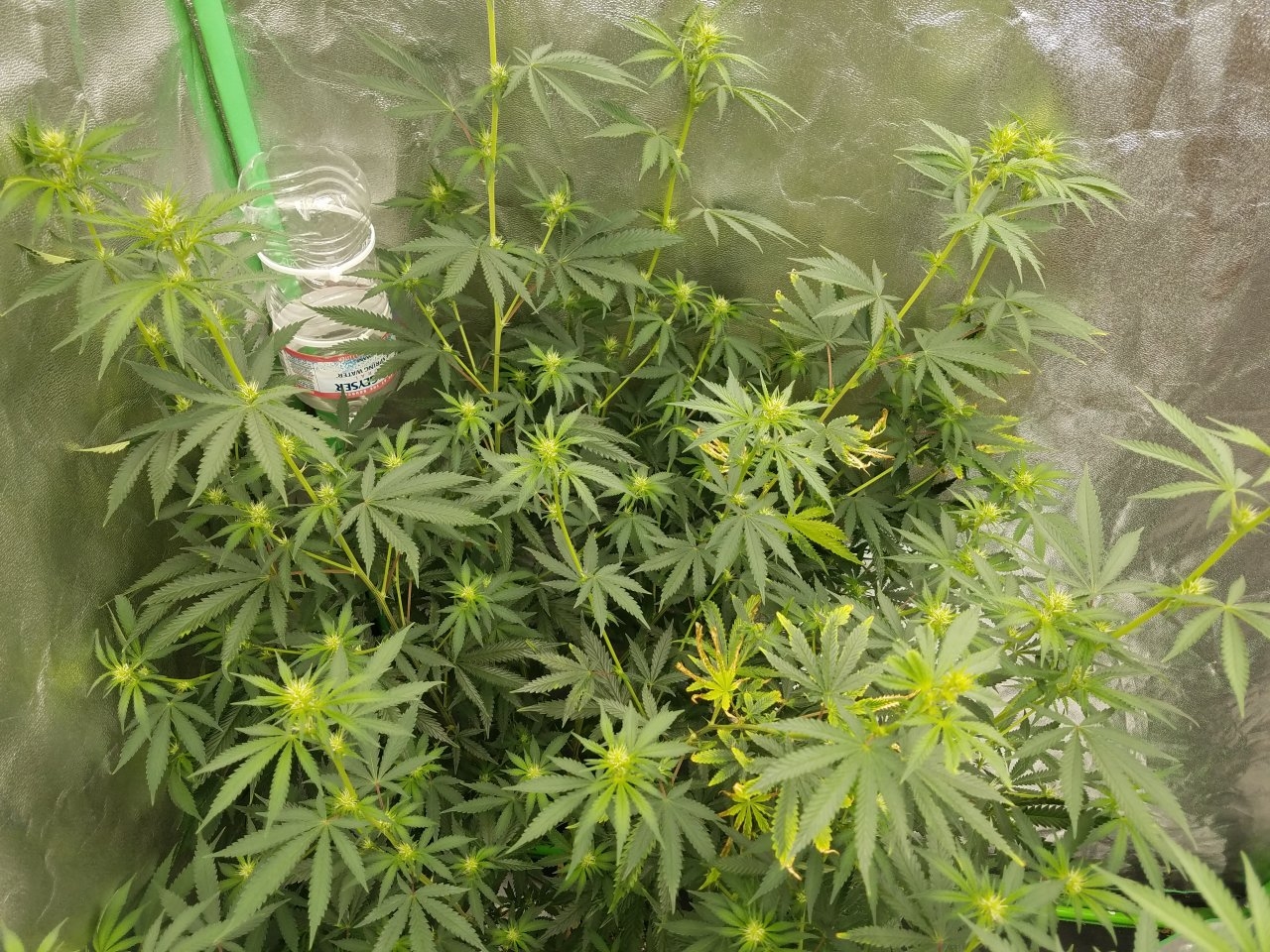 081018 Tangie x Ghost Train Haze Clone Flip Day 14 Day 4 With Hairs 2.jpg