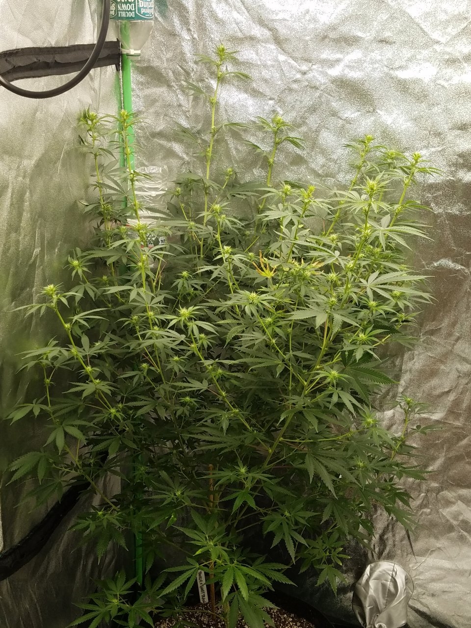 081018 Tangie x Ghost Train Haze Clone Flip Day 14 Day 4 With Hairs 4.jpg